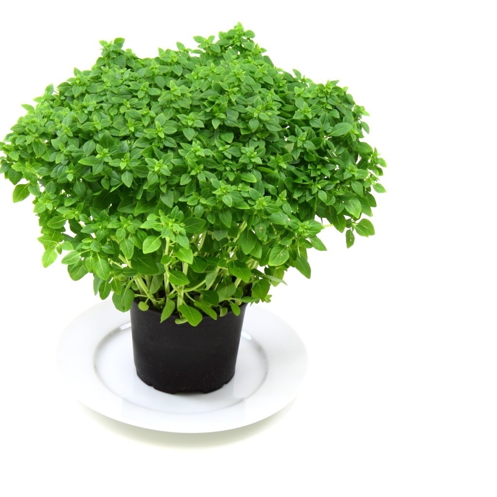 Ароматная зелень в горшке на столе