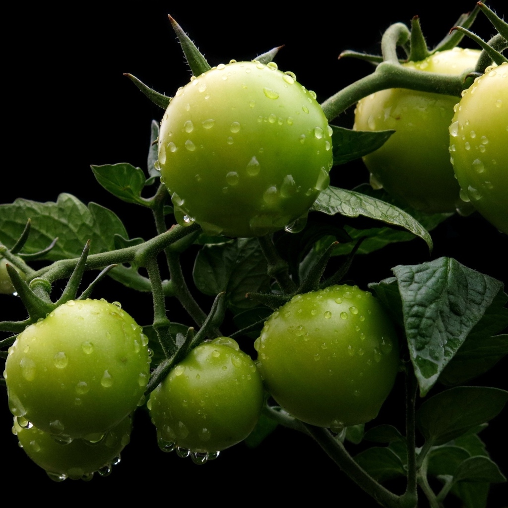 Зеленые помидоры на ветке в воде