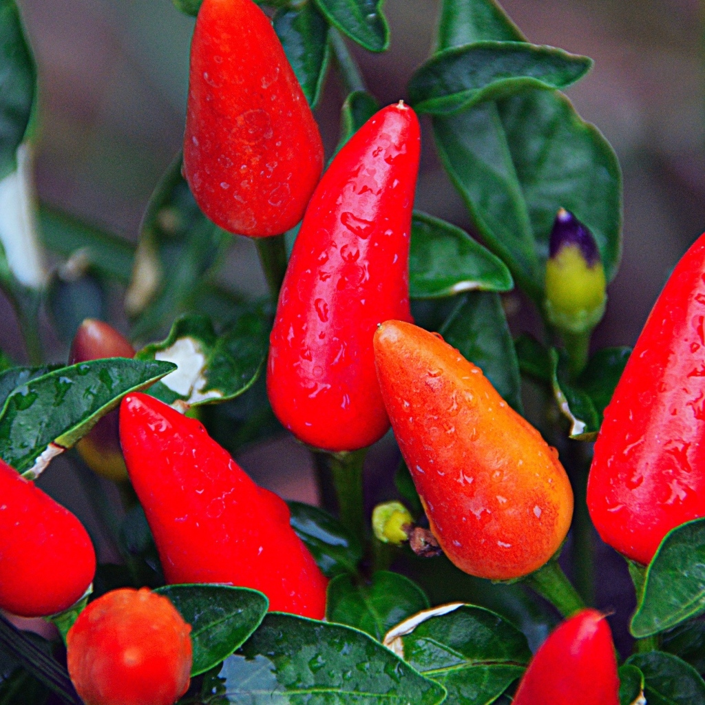 Мокрый красный перец крупным планом