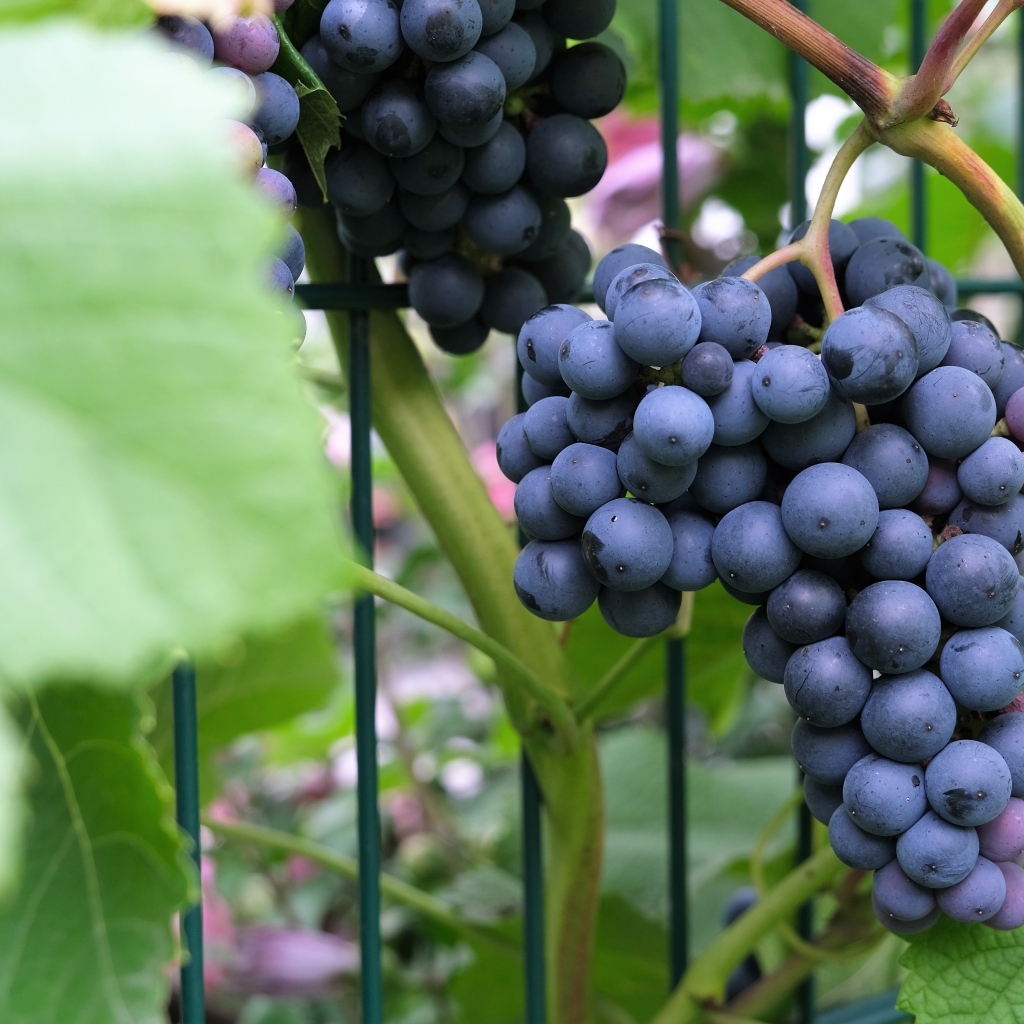 Гроздь синего вкусного винограда крупным планом