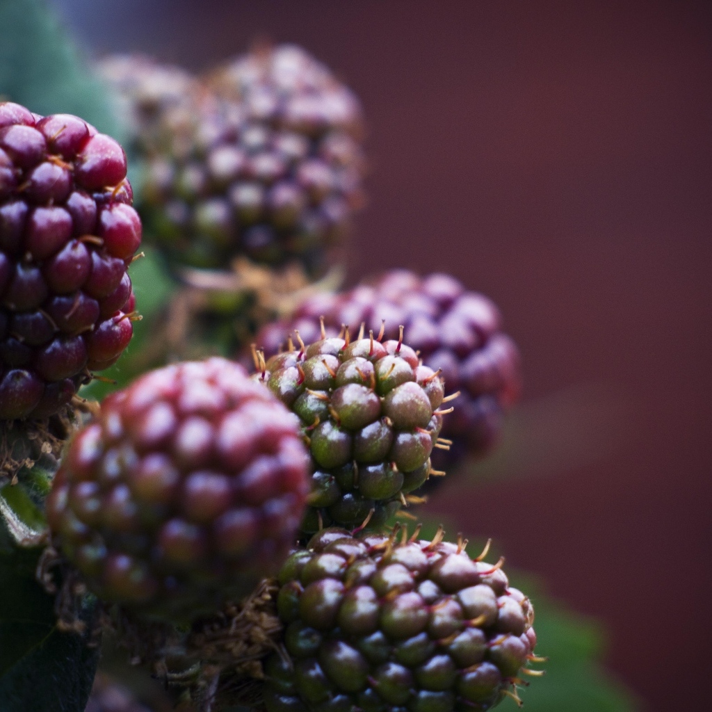 Зеленая ежевика на ветках 