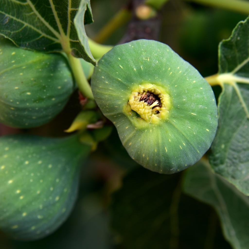 Зеленый инжир на ветке крупным планом