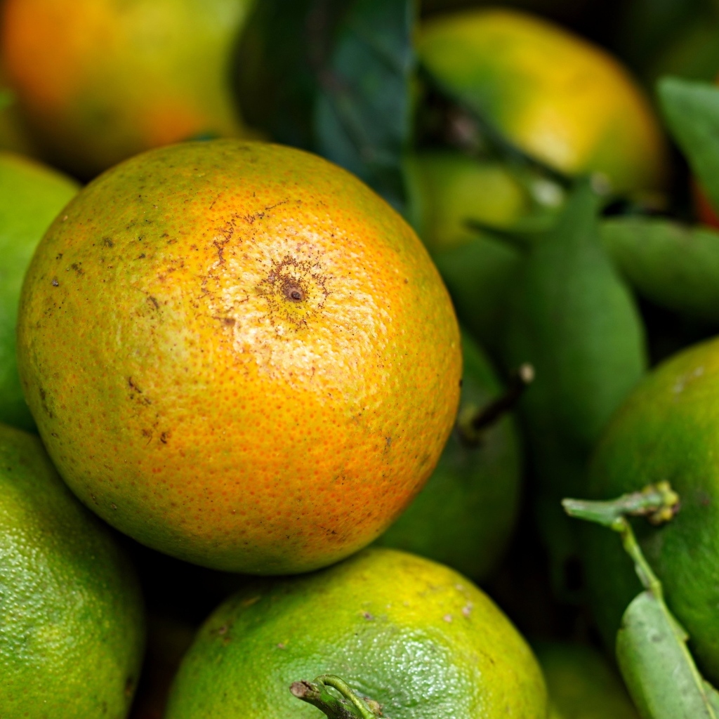 Зеленые мандарины с листьями крупным планом