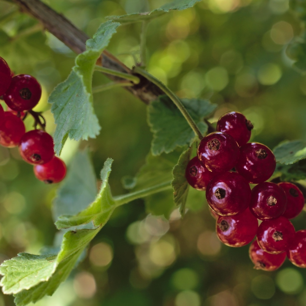 Красная смородина на веточках крупным планом