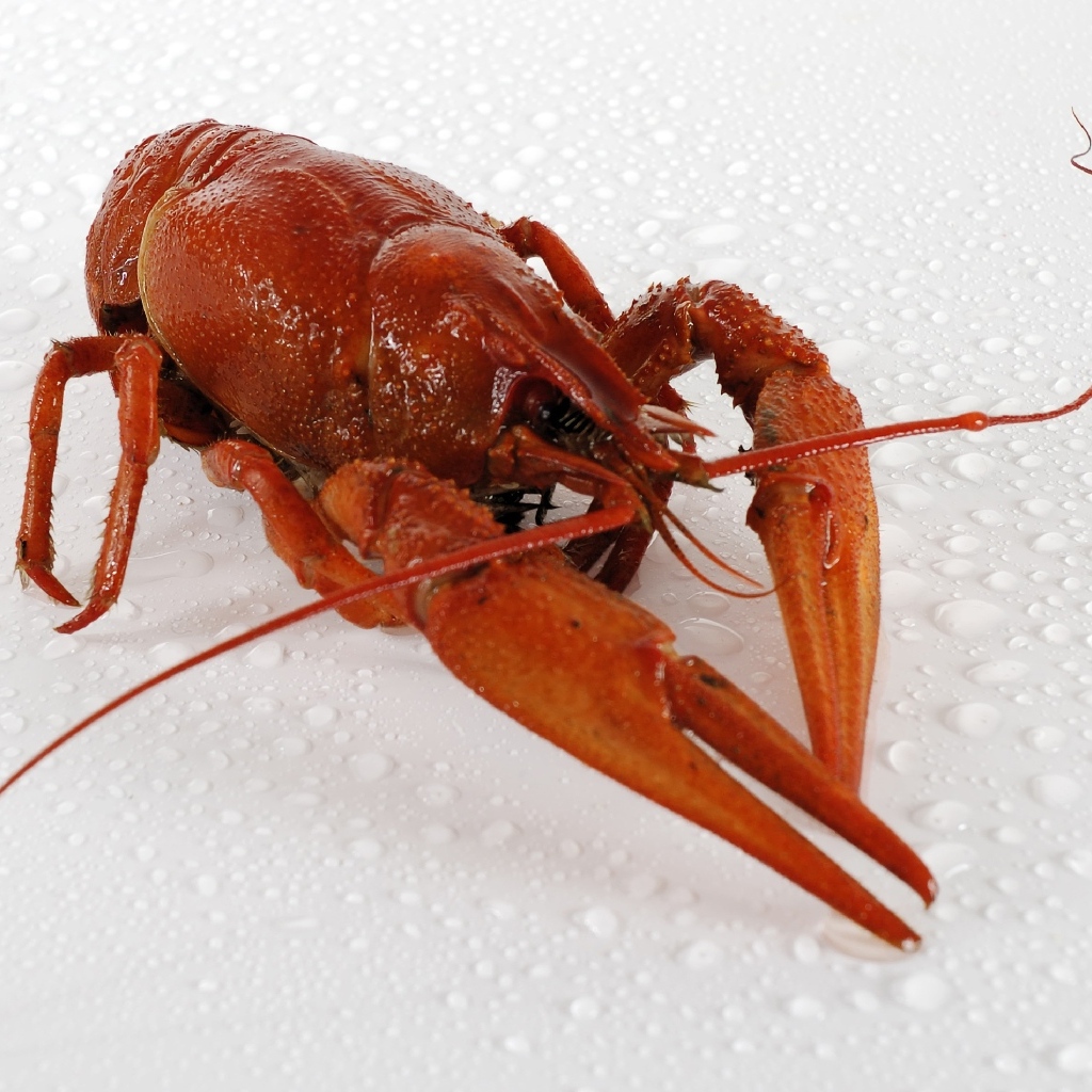 Красный вареный рак на мокрой белой поверхности