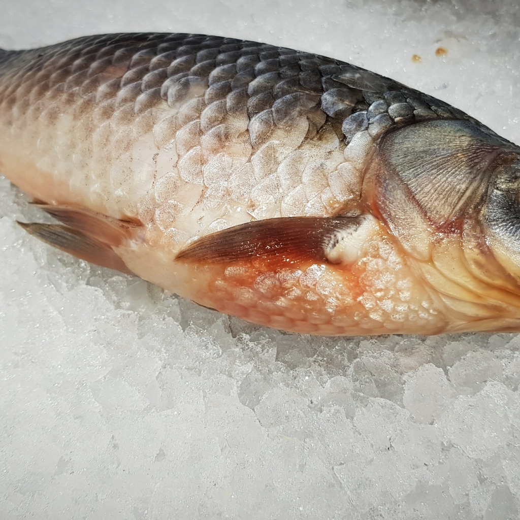 Карась лежит на мелком льду