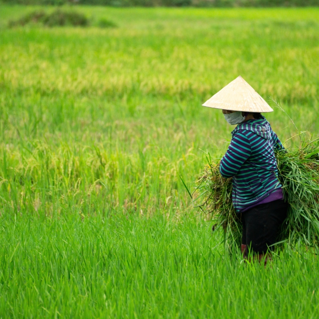 Женщина фермер с зелеными растениями в руках