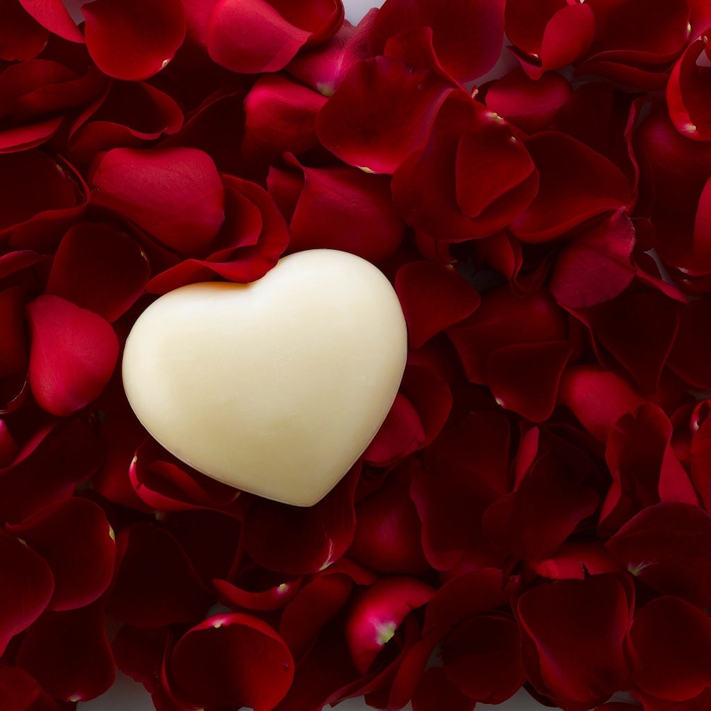 Белое сердце на красных лепестках розы