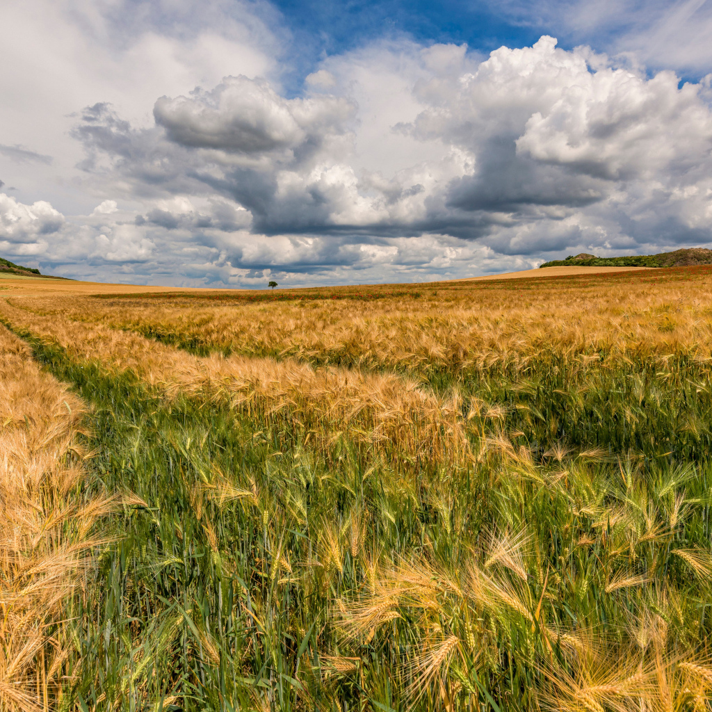 Пшеничное поле под густыми белыми облаками в небе