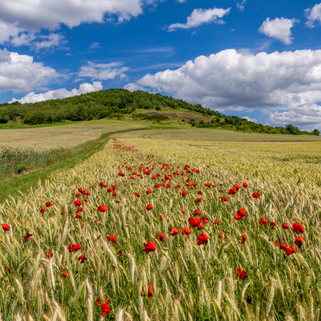 Белые облака над полем с пшеницей и красными маками
