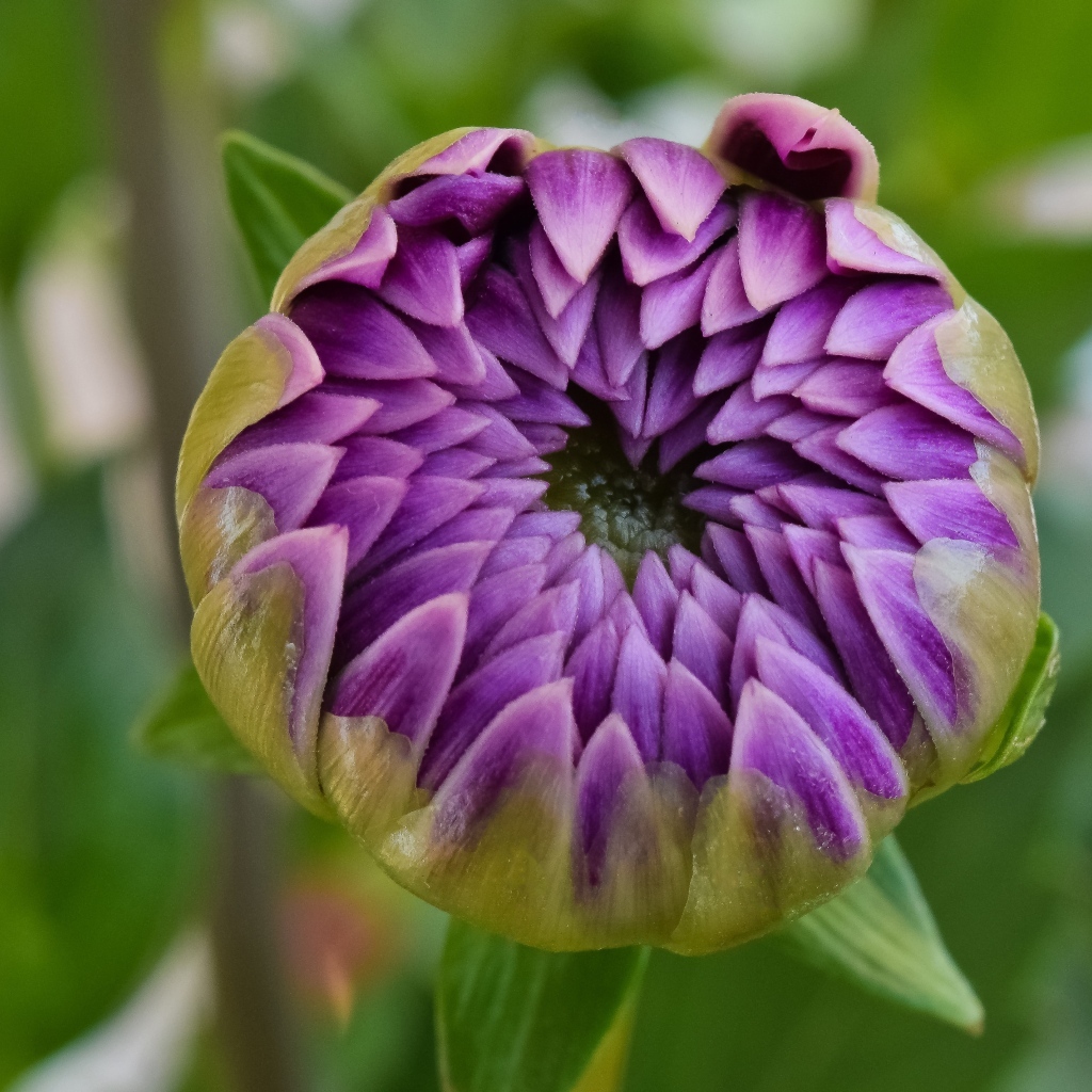 Распускающийся цветок сиреневой георгины