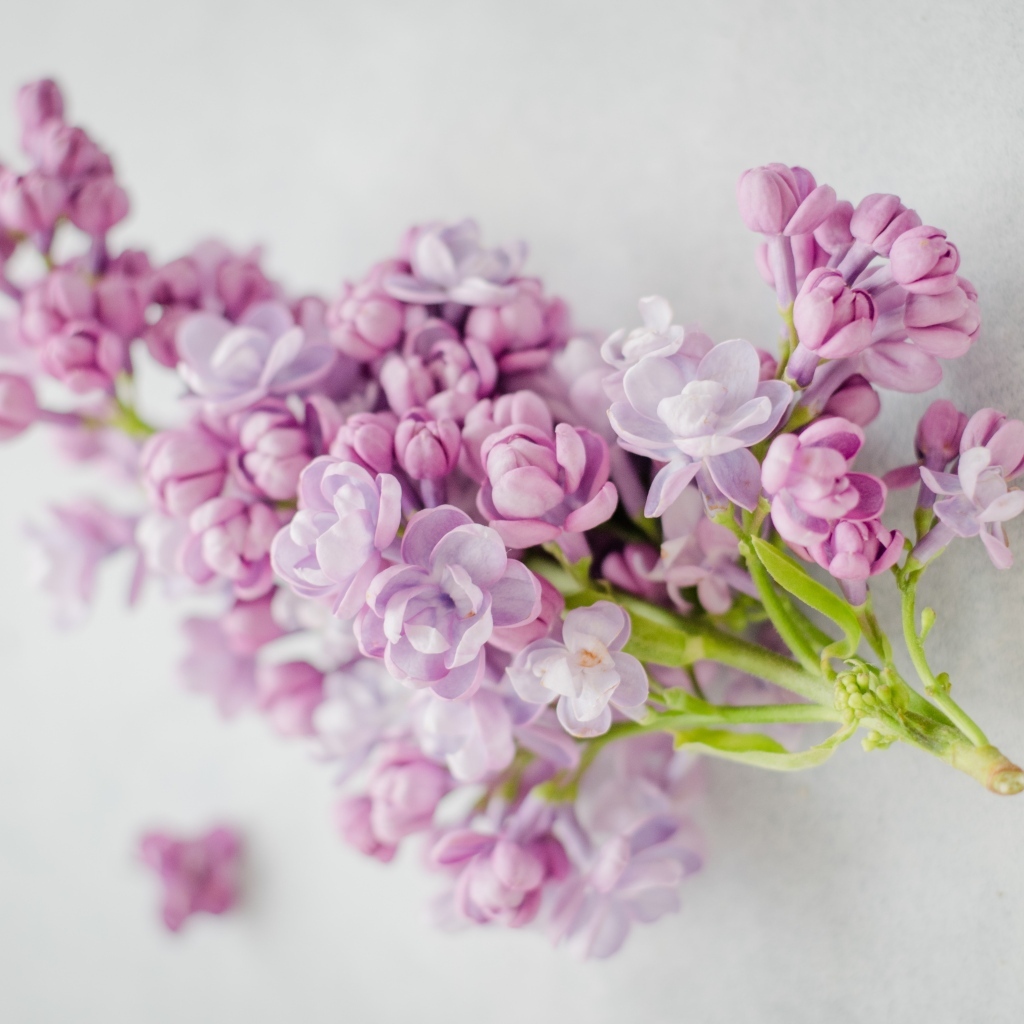 Ветка розовых цветов сирени на сером столе