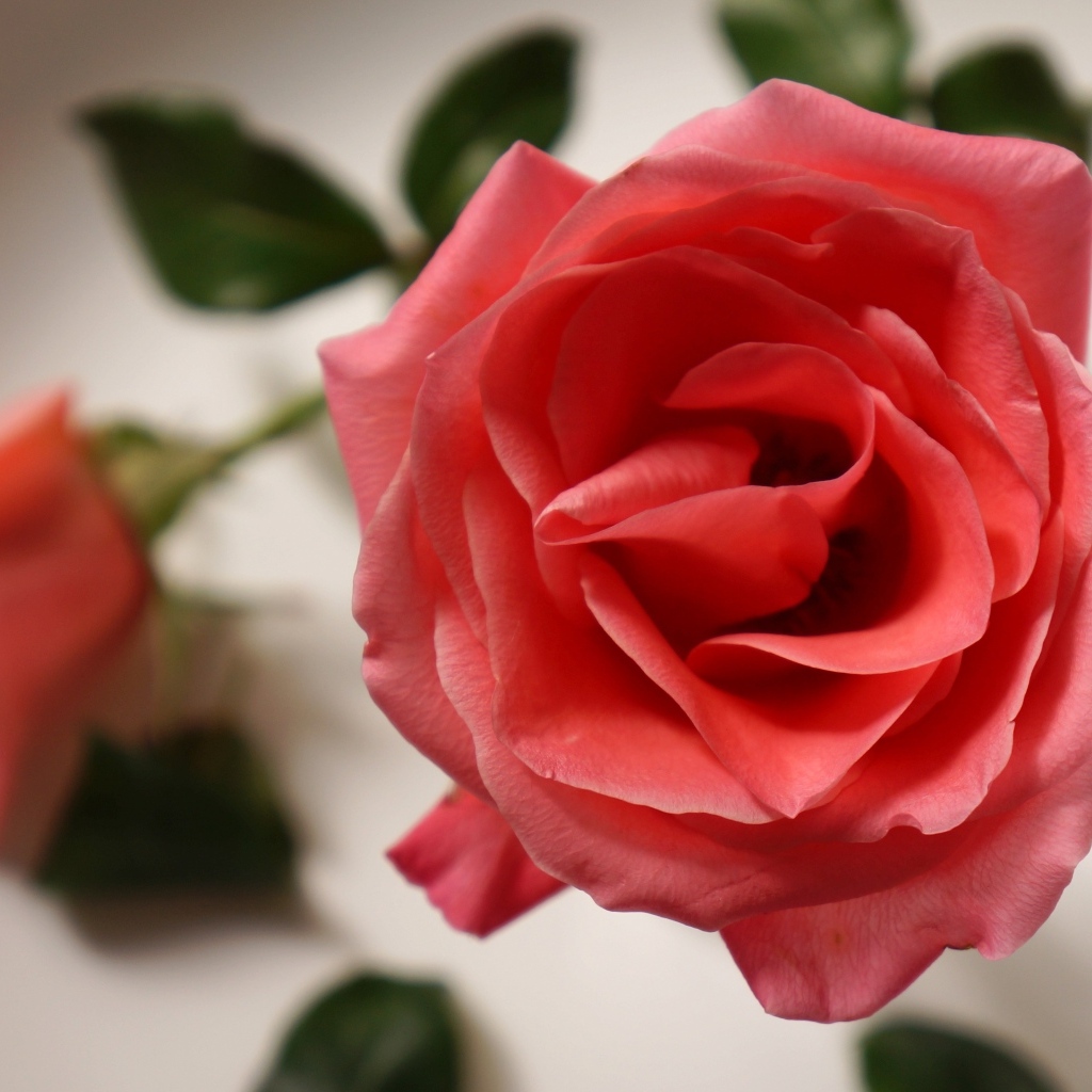 Настоящая роза кремового цвета