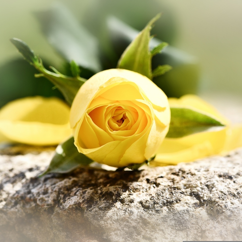 Желтая роза лежит на камне