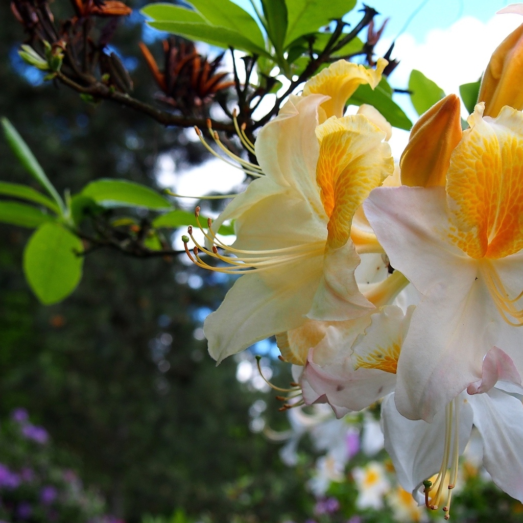 Красивые цветы азалии на ветках