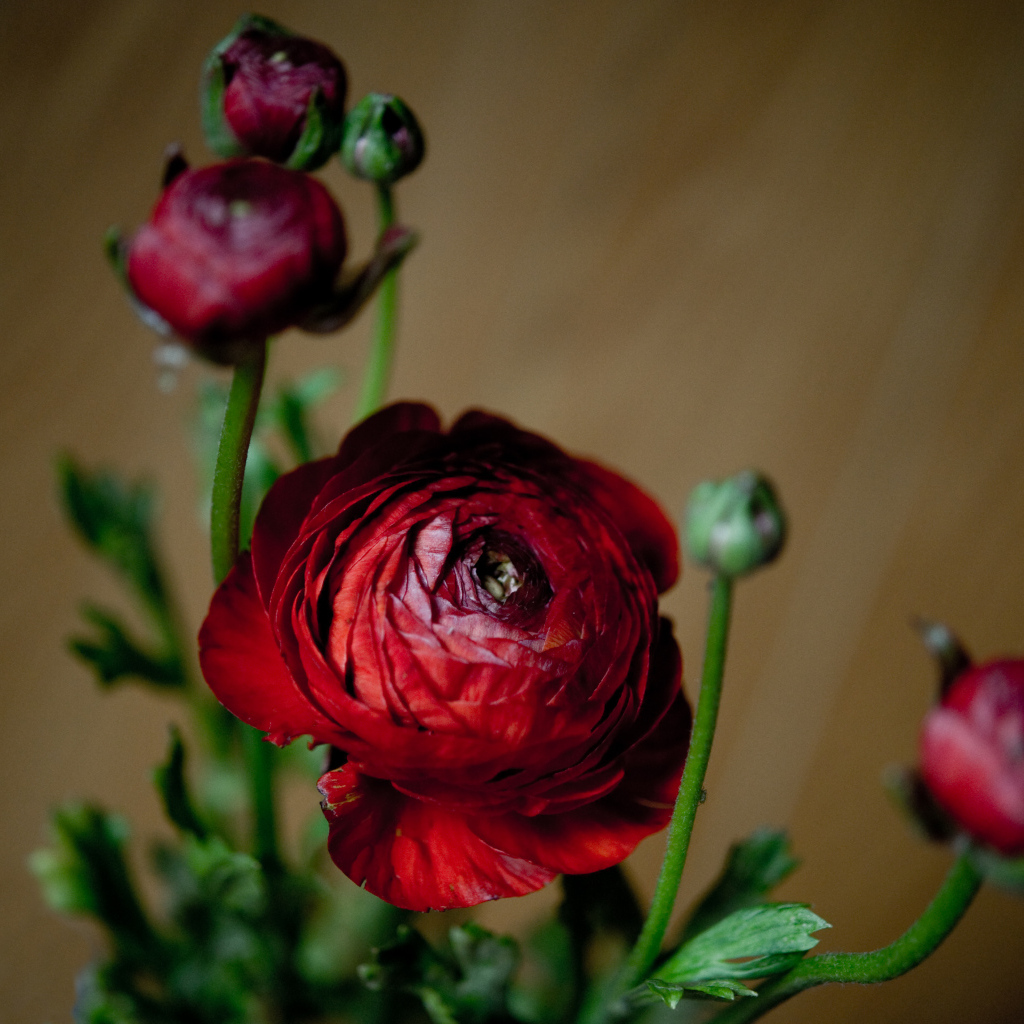 Красивые бордовые лютики с бутонами