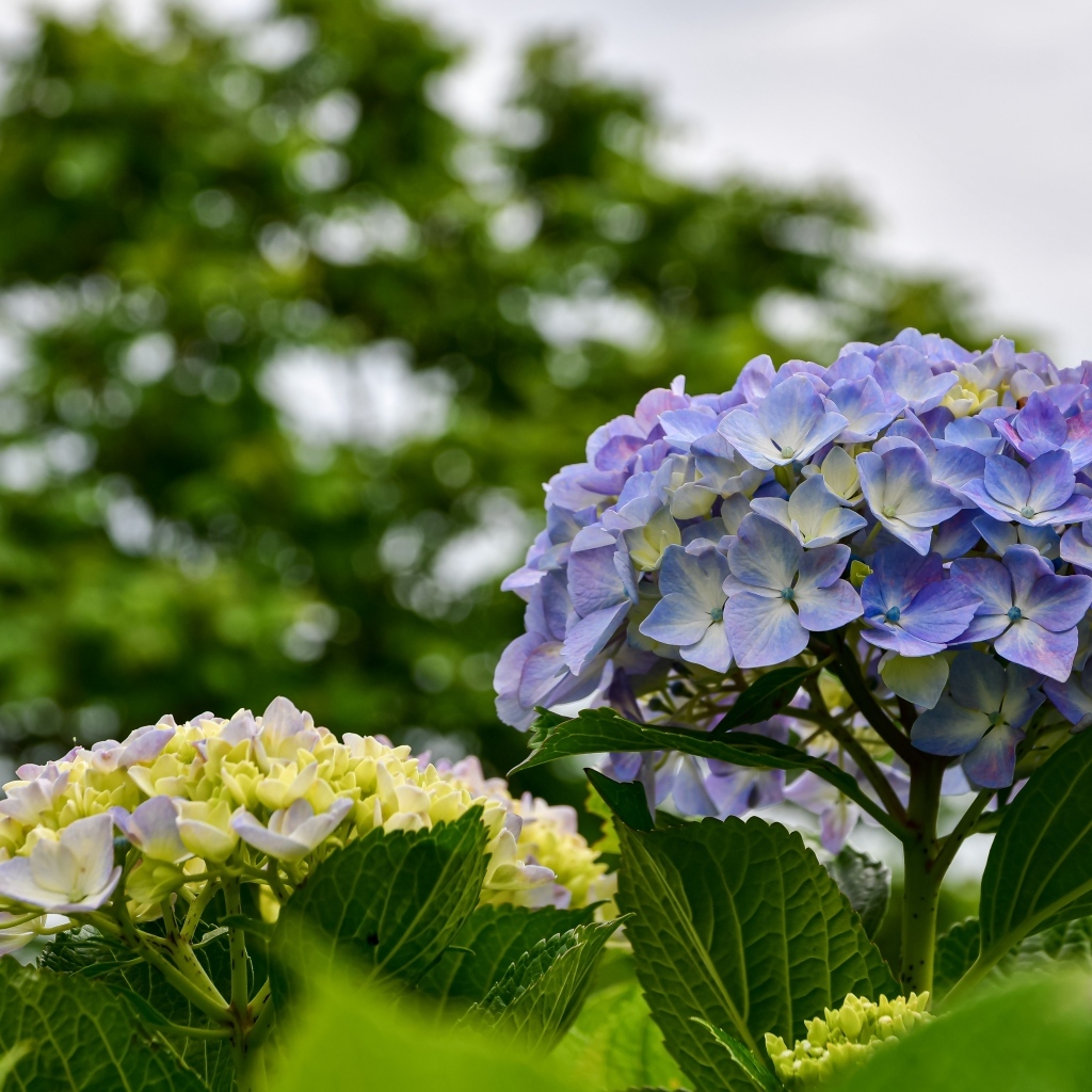 Красивые цветы гортензии распускаются на клумбе
