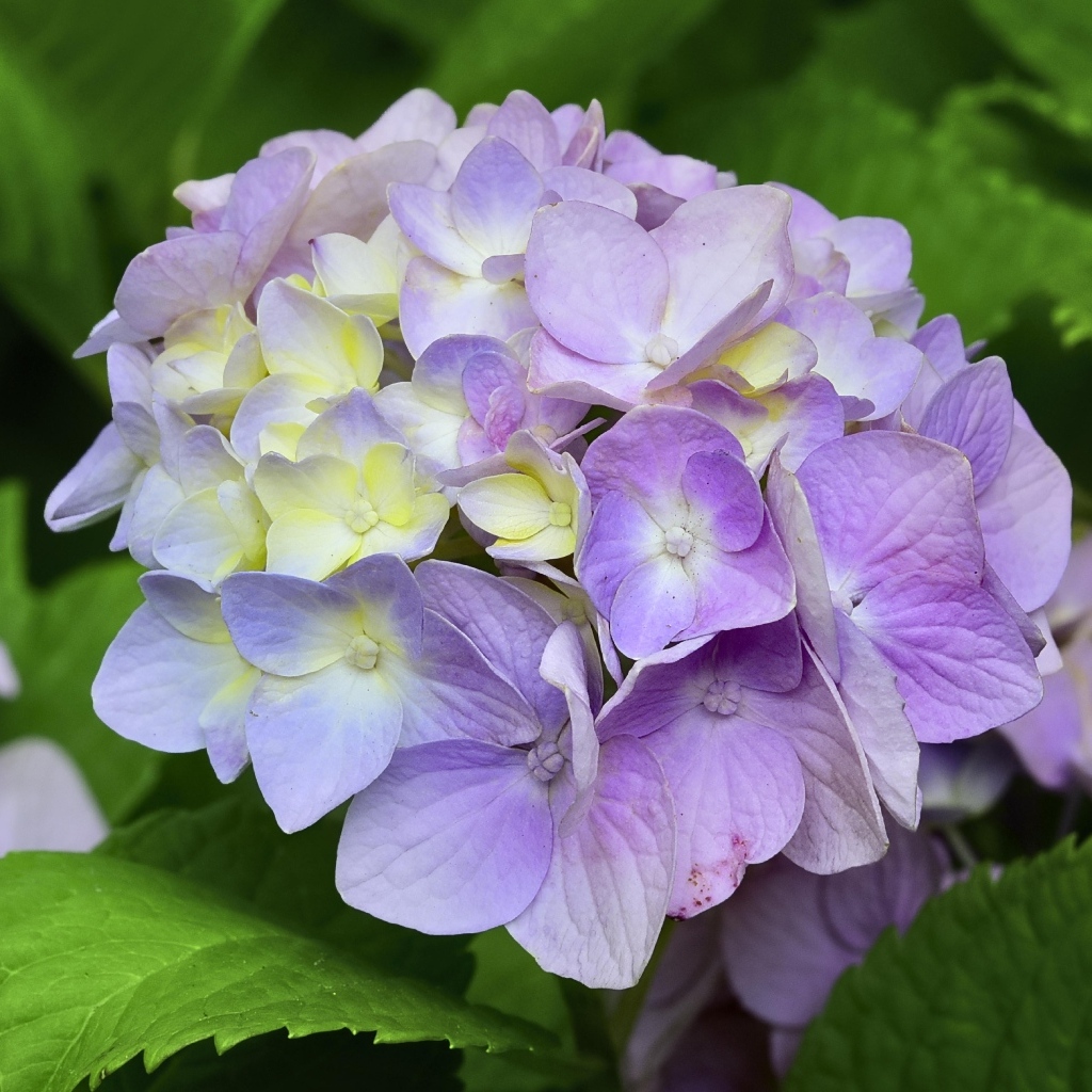 Красивый сиреневый цветок гортензии 