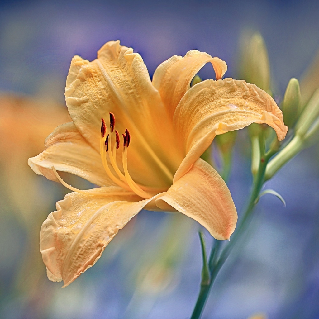 Красивый оранжевый лилейник с бутоном