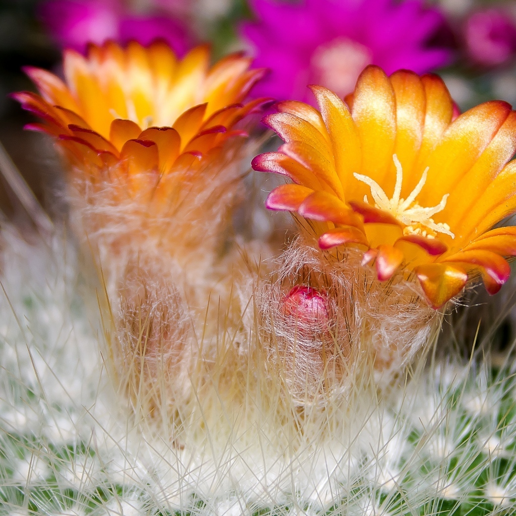 Красивые оранжевые цветы колючего кактуса