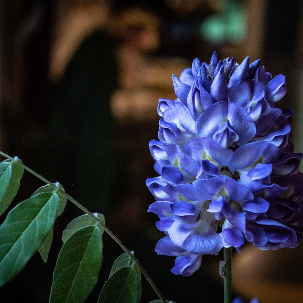 Красивый фиолетовый цветок глицинии