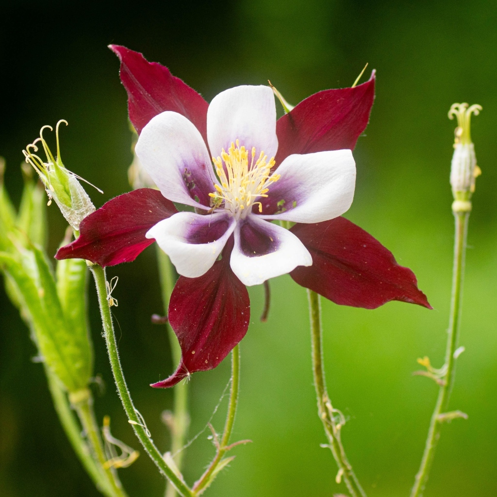 Красивый красный цветок водосбор крупным планом