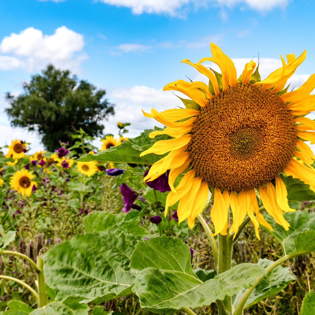 Красивое летнее поле с подсолнухами в лучах солнца
