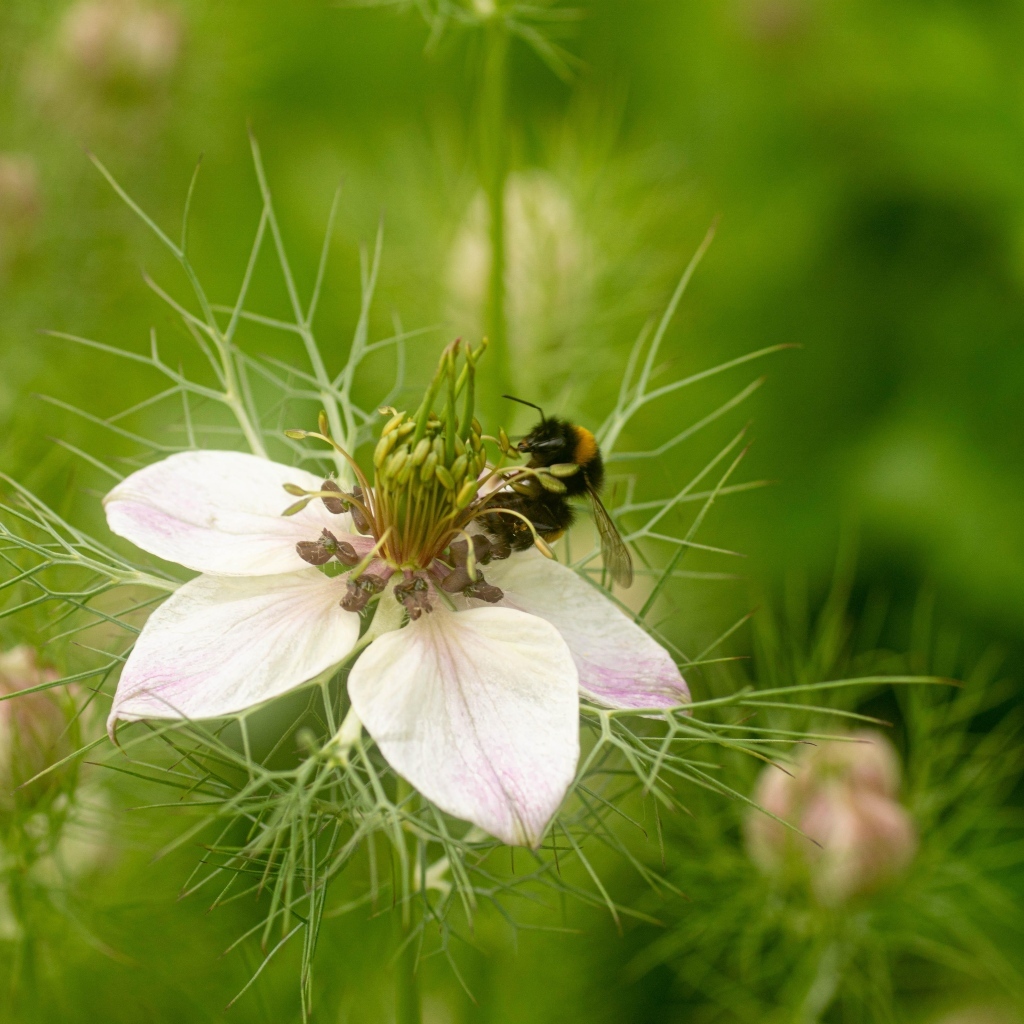 Красивый белый цветок с мелкими листьями
