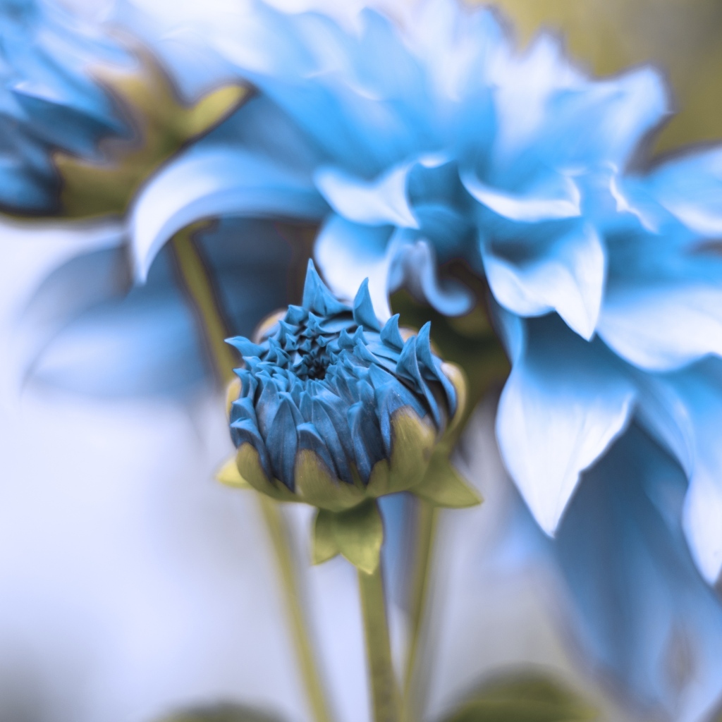 Синие распускающиеся цветы георгина