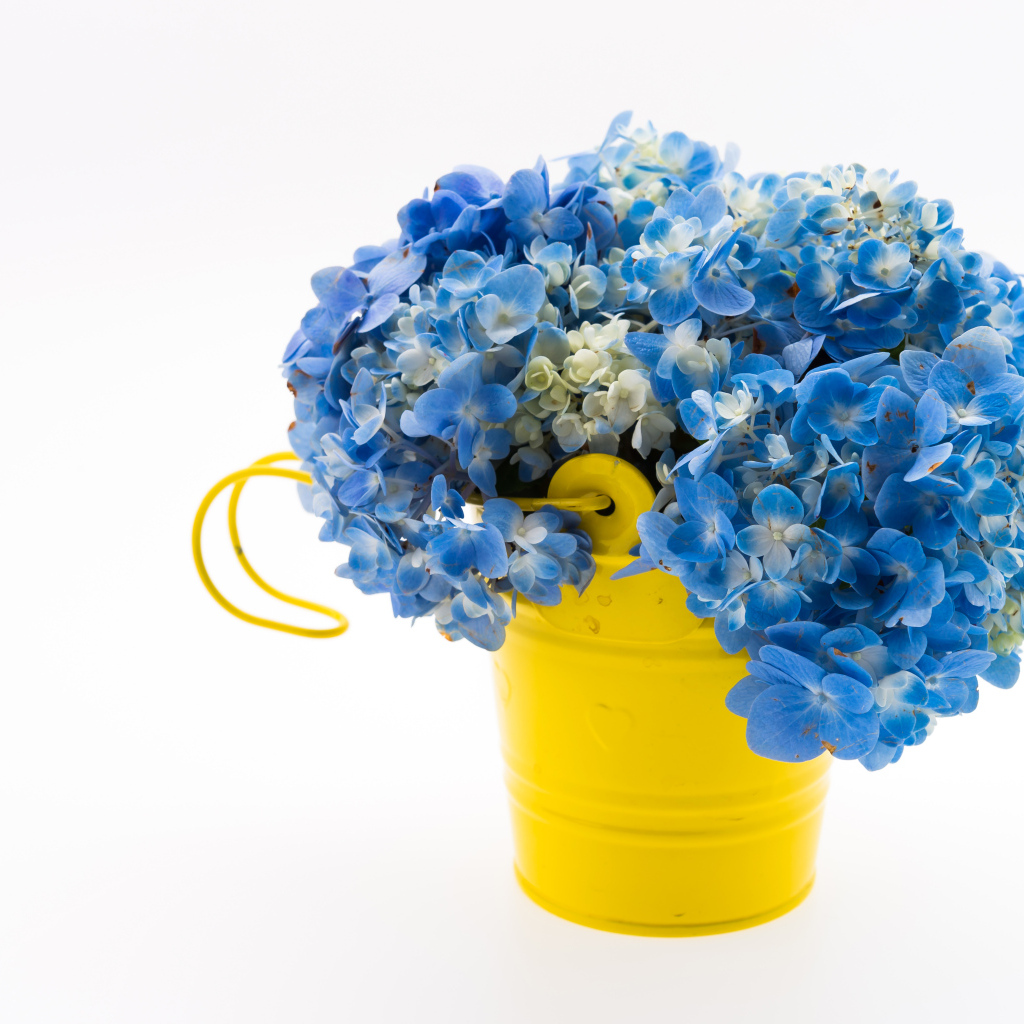 Синие цветы гортензии в желтой вазе на белом фоне