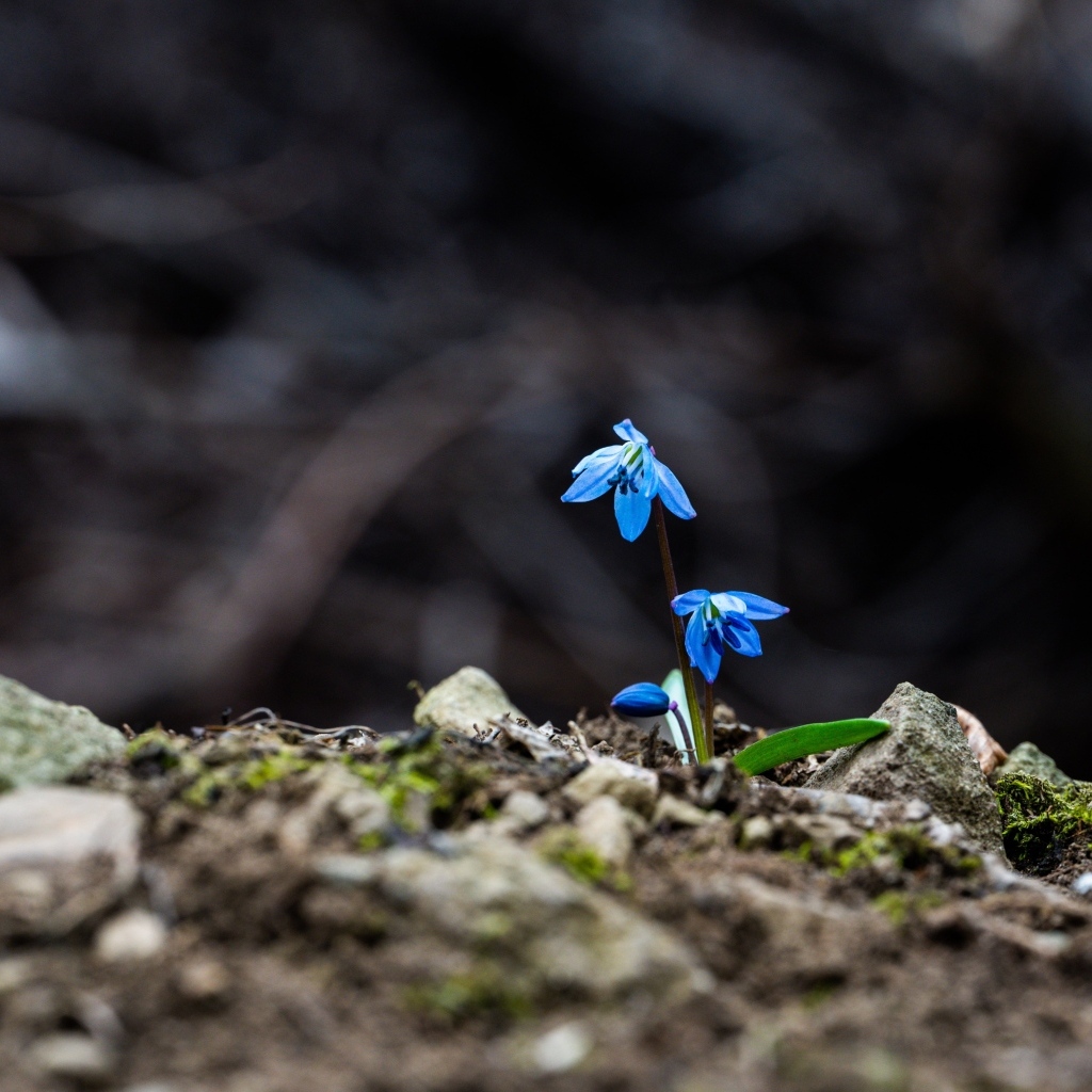 Голубые маленькие весенние цветы пролесок