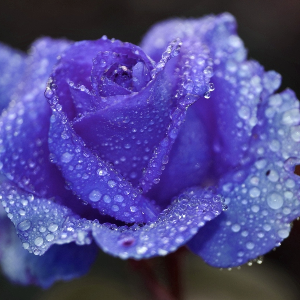 Синяя роза в каплях воды крупным планом