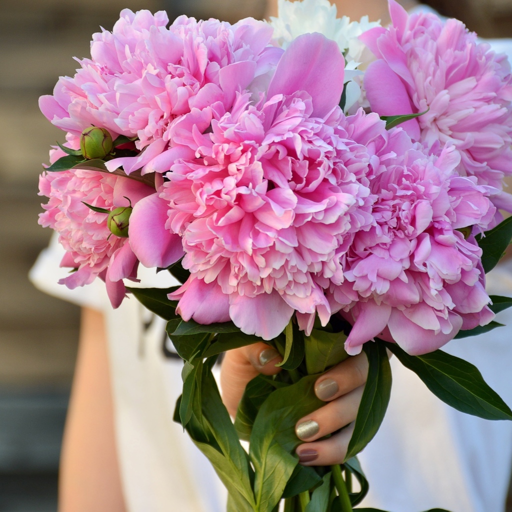 Букет розовых ароматных пионов в руке