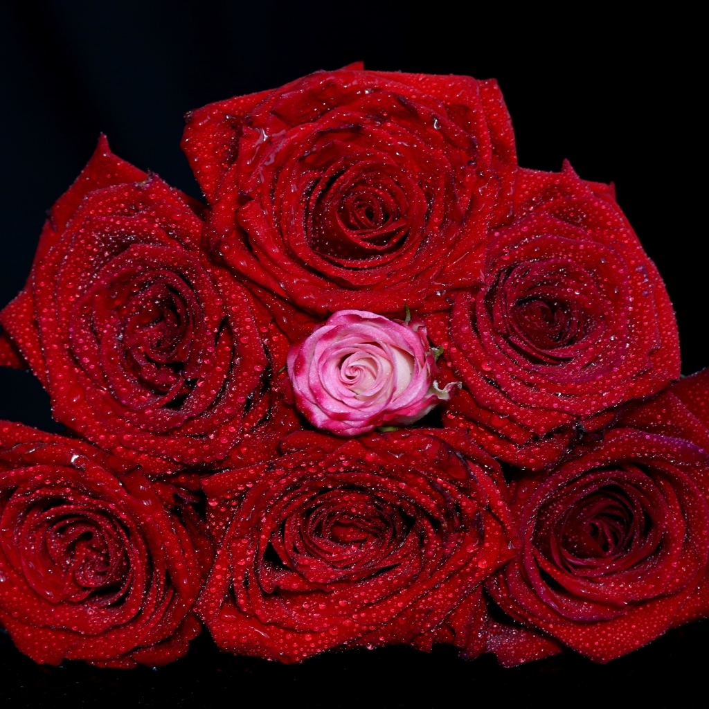 Букет красных роз в каплях воды на черном фоне