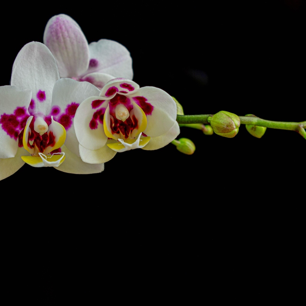 Ветка с необычными цветами орхидеи с бутонами на черном фоне