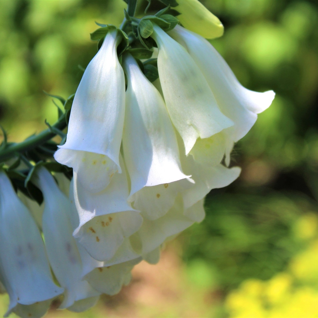 Ветка с белыми цветами колокольчика