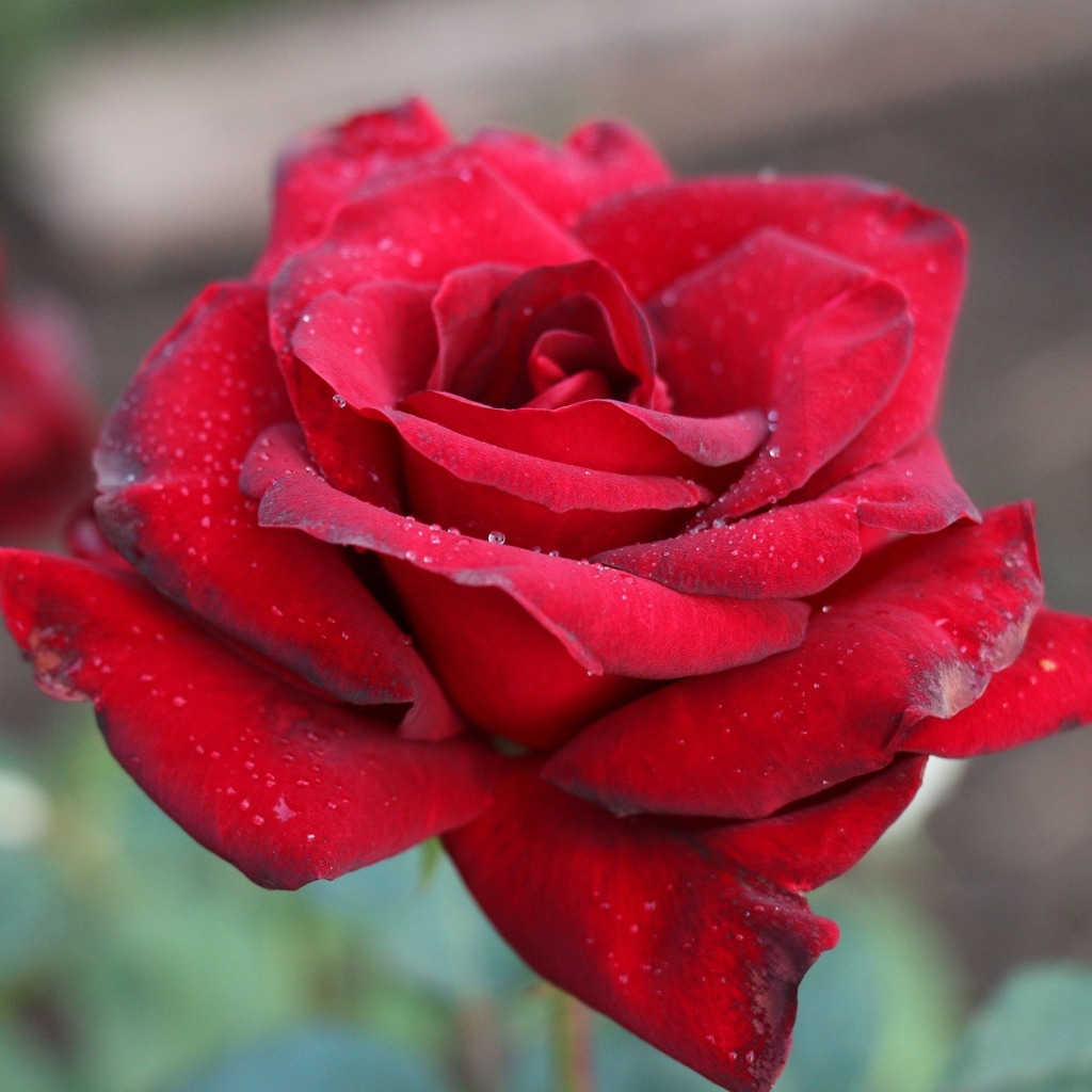 Бордовая чайная роза крупным планом