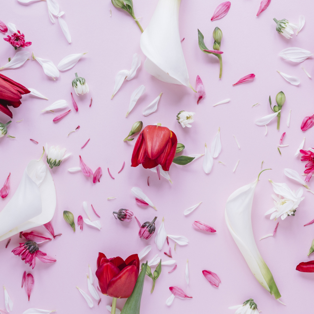 Цветы каллы с тюльпанами и лепестками хризантемы на розовом фоне