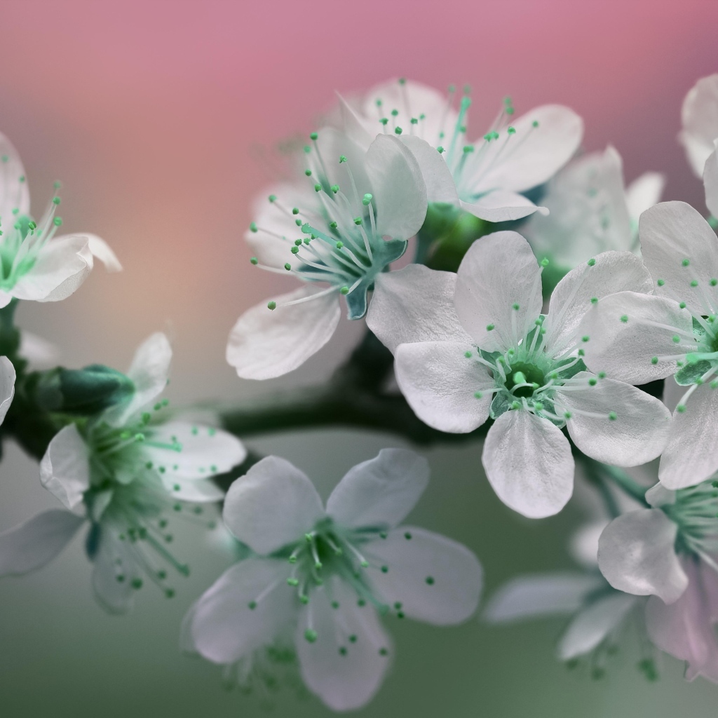 Цветы вишни с белыми лепестками на ветке дерева