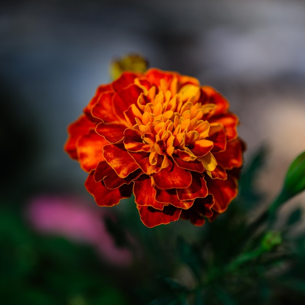 Цветок оранжевого ароматного бархатца крупным планом