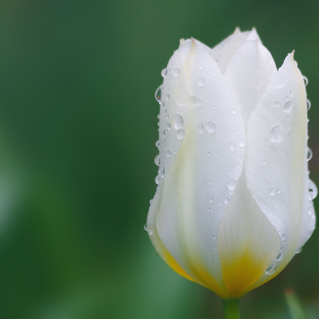 Закрытый цветок тюльпана в каплях воды