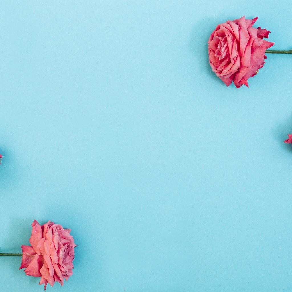 Декор из розовых роз на голубом фоне