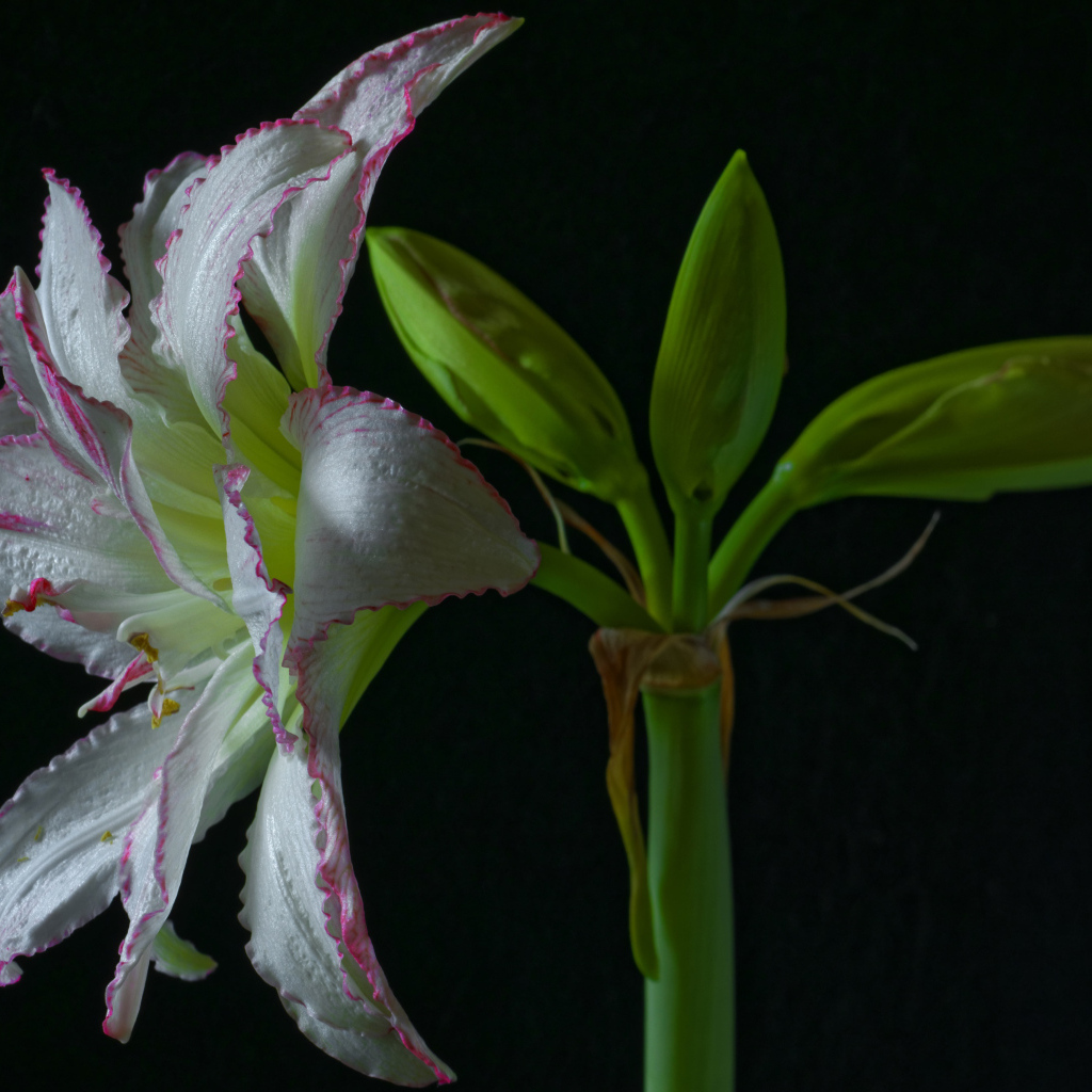 Нежный цветок амариллиса на черном фоне