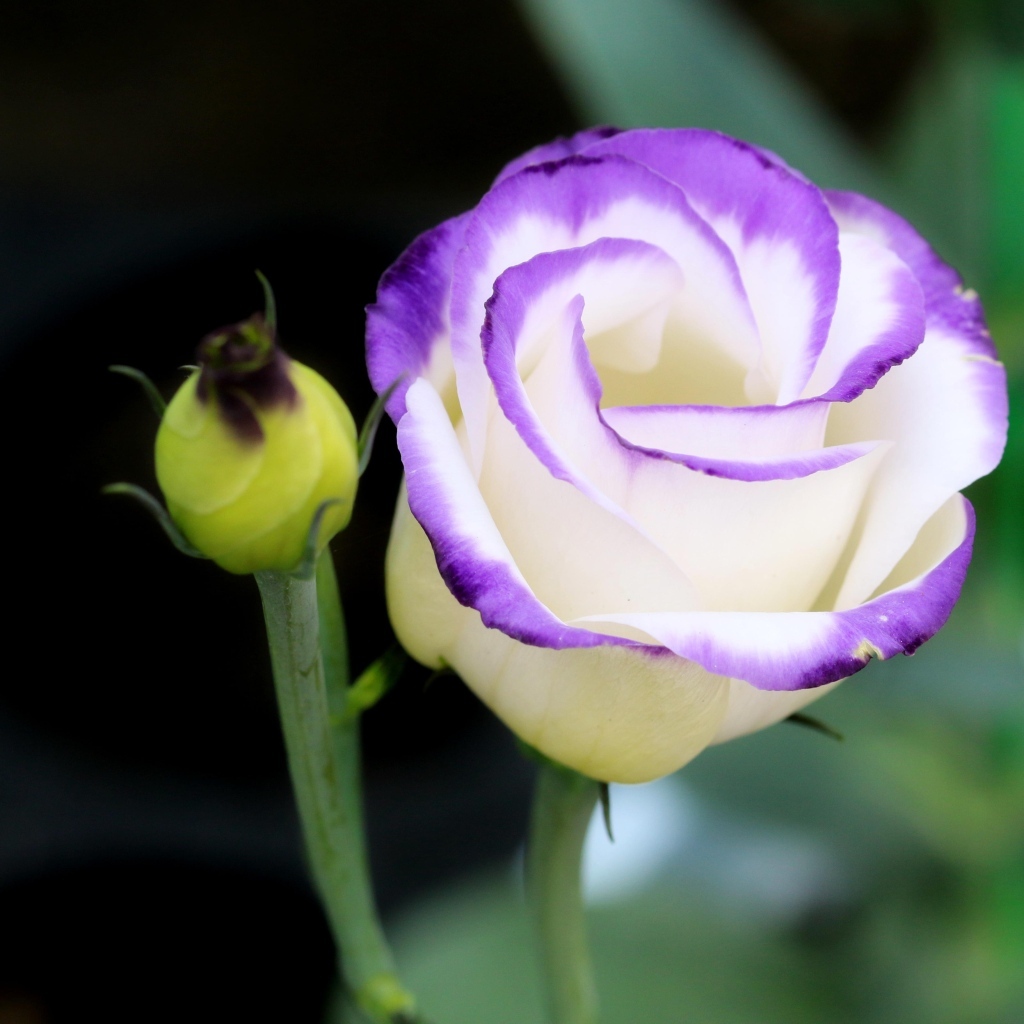 Нежный цветок эустомы с бутоном крупным планом