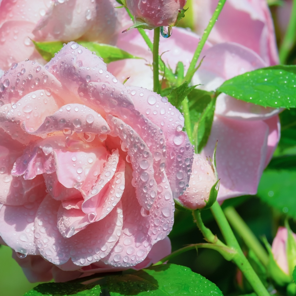 Нежные розовые розы в каплях воды на клумбе