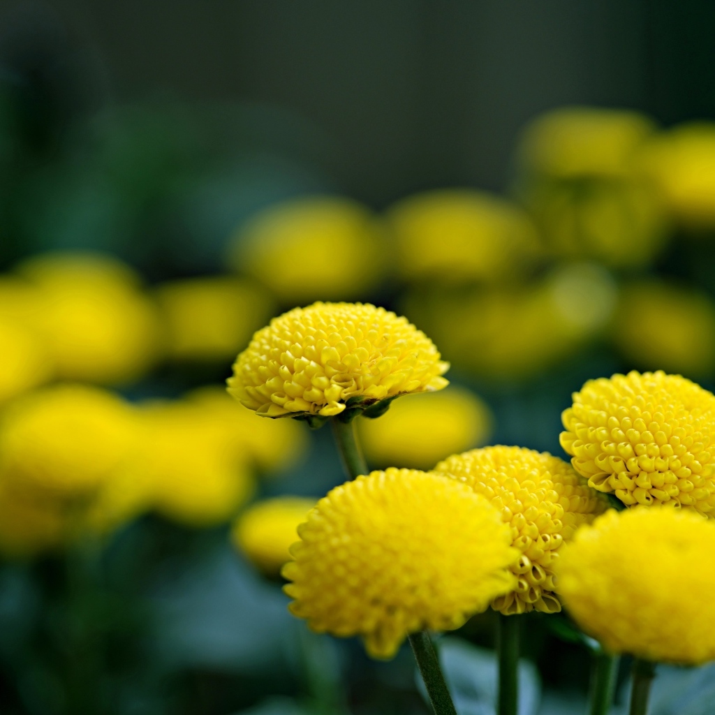 Нежные желтые хризантемы крупным планом