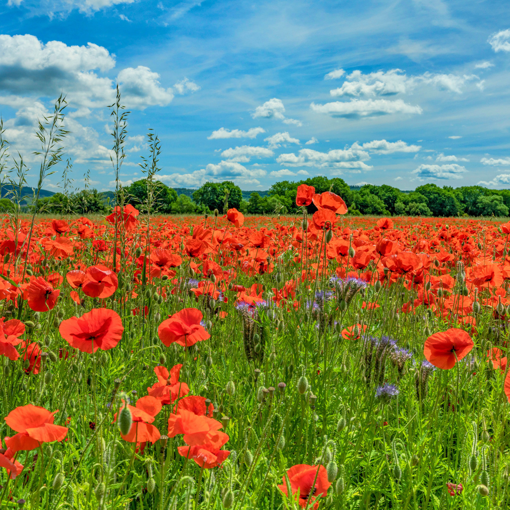 Поле с красными маками под голубым летним небом