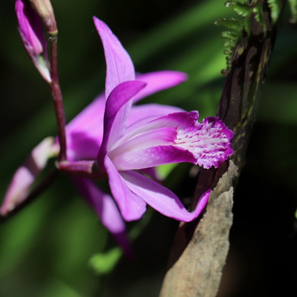 Цветок розовой нежной орхидеи