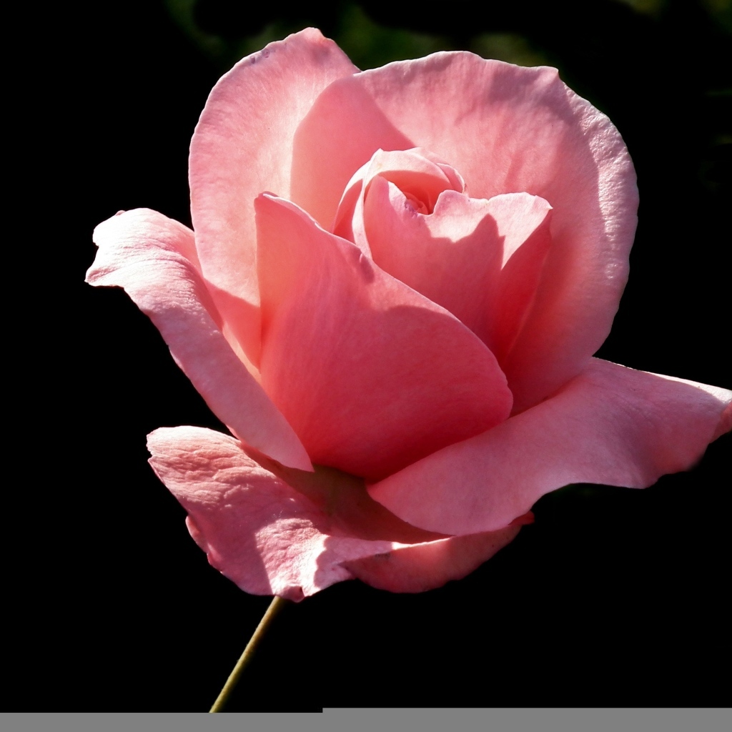 Ароматная красивая розовая роза на черном фоне