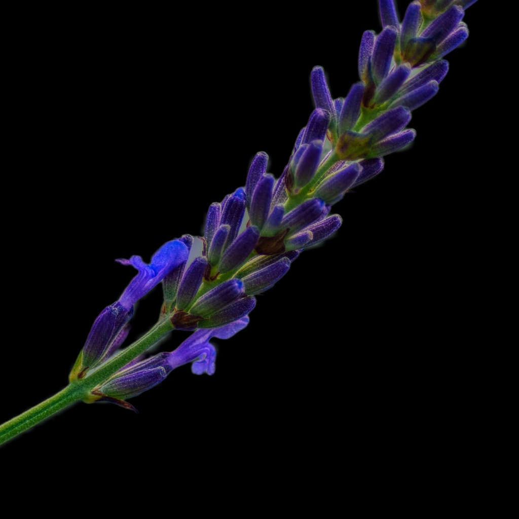 Ароматная ветка лаванды на черном фоне